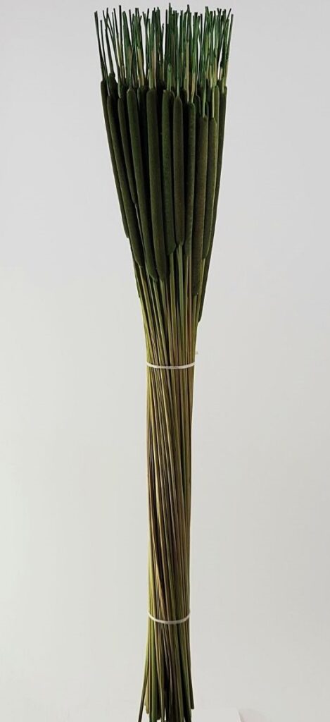 Cat Tails