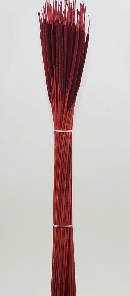 Cat Tails
