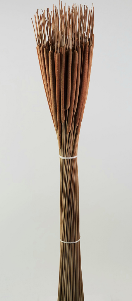 Cat Tails