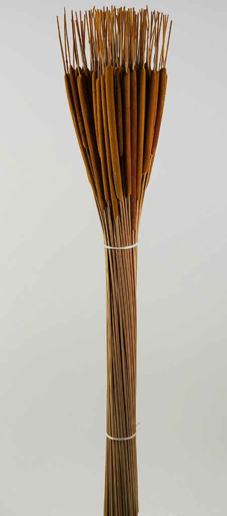 Cat Tails